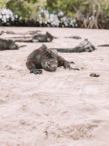 Animals in the Galapagos Islands - - Galapagos Islands Travel