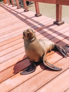 Sea lion in the Galapagos Islands