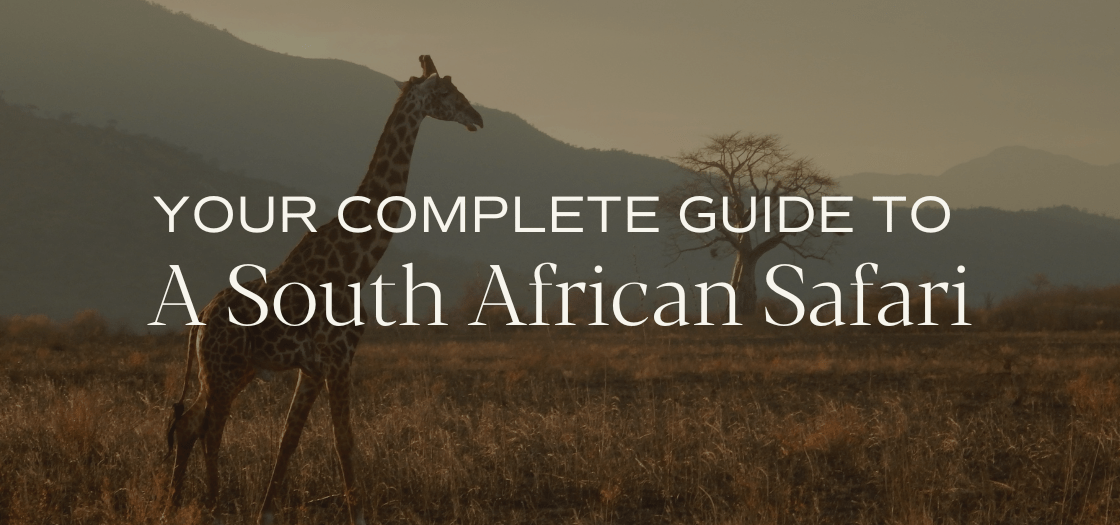 south africa safari travel