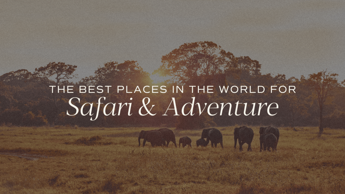 the best places in the world to go on safari